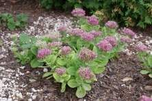 Rozchodnik Hot Stuff Sedum