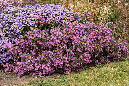 Aster krzaczasty Peter Harrison Aster dumosus 9 