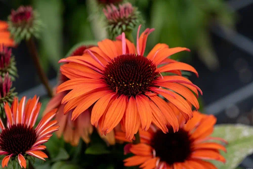 Jeżówka Meditation Orange Echinacea 