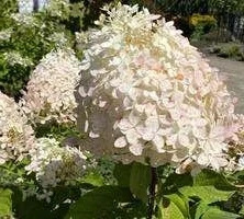 Hortensja bukietowa Phantom Hydrangea Paniculata 1l