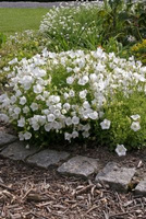 Dzwonek karpacki White Clips Campanula carpatica