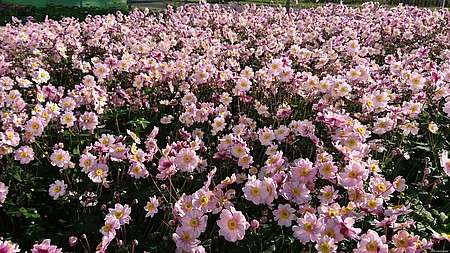 Zawilec Serenade Anemone hybrida