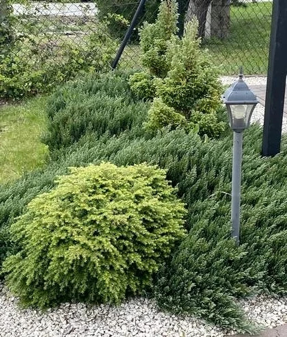 Choina kanadyjska Jeddeloh Tsuga canadensis 1l