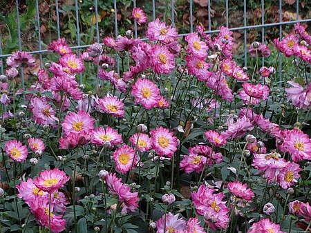 Zawilec Japoński Margarete Anemone Hupehensis