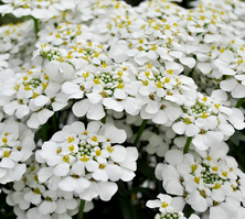 Ubiorek wiecznie zielony Masterpiece Iberis sempervirens