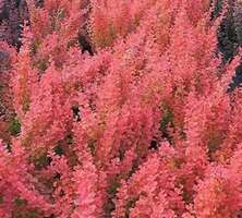 Berberys Thunberga Venice® Berberis Thunbergii 1l
