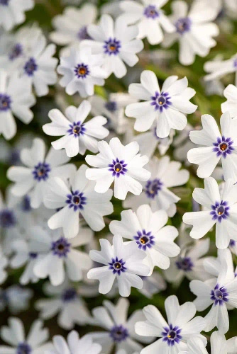 Floks Szydlasty Bavaria Phlox subulata 9