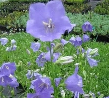 Dzwonek Brzoskwiniolistny Blue Campanula Persicifolia 