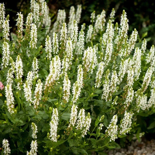 Szałwia omszona Salute White Salvia nemorosa 9