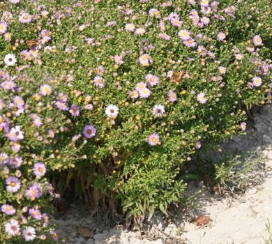 Aster kzaczasty Różowy Aster Dumosus 9