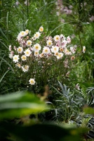 Zawilec Garden Breeze Pink Touch Anemone Hybrida
