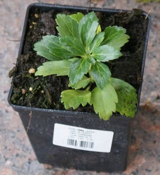 Runianka japońska Green Carpet Pachysandra Terminalis 1l