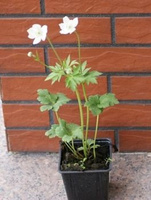 Zawilec Leveillei Anemone Leveillei