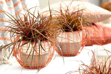 Uncinia czerwona Everflame Uncinia rubra