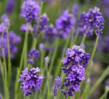 Lawenda Wąskolistna Thumbelina Leigh Lavandula Angustifolia 9