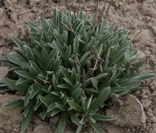 Szarotka alpejska Star of Alps Leontopodium Alpinum