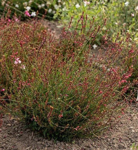 Gaura Cherry Brandy Gaura lindheimeri