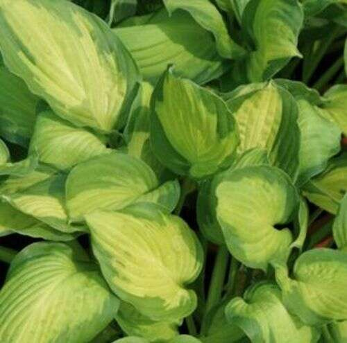 Funkia Captain Kirk Hosta  1l