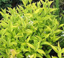 Żylistek szorstki Variegata Deutzia scabra 9-1l