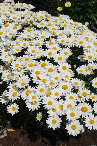 Złocień wielki Snow Cap Leucanthemum Superbum 1l