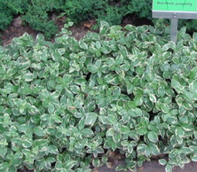 Barwinek pospolity Argenteovariegata Vinca minor 9