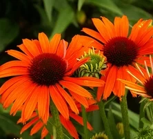 Jeżówka Orange Skipper Echinacea