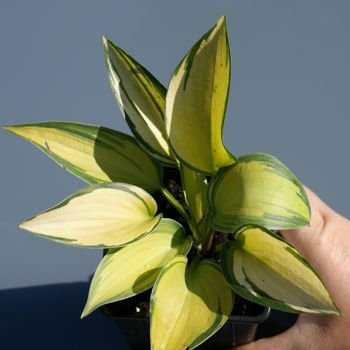 Funkia June Hosta 1l