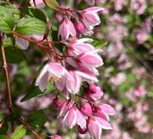 Żylistek Mont Rose Deutzia x hybrida 1l