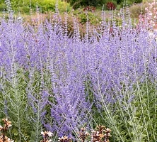 Perowskia Łobodolistna Lacey Blue Perovskia Atriplicifolia 9