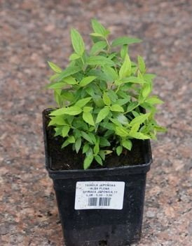 Tawuła japońska Alba Plena Spiraea japonica 9-1l