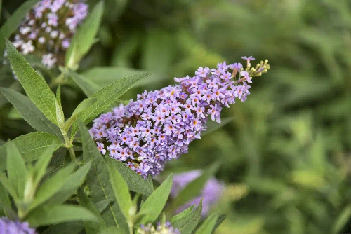 Budleja Butterfly Candy Little Lila Buddleja davidii 1l