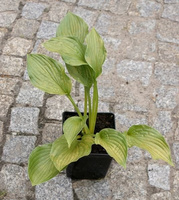 Funkia Sharmon Hosta 1 - 2l