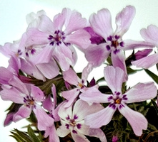 Floks Szydlasty Benita Phlox subulata 9
