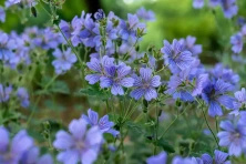 Bodziszek Renarda Philippe Vapelle Geranium Renardii