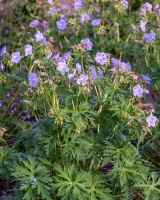 Bodziszek łąkowy Mrs Kendall Clark Geranium pratense