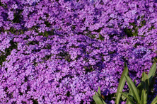 Floks szydlasty Purple Beauty Phlox subulata 9