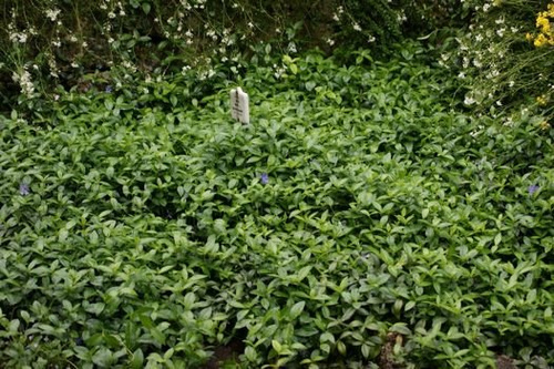 Barwinek pospolity Ralph Shugart Vinca minor