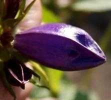 Dzwonek kopkowany Kent Belle Campanula punctata 9