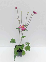 Zawilec Summer Breeze Vibrant Pink Anemone Hybrida 9