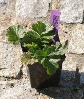 Kuklik Mai Tai Geum 9