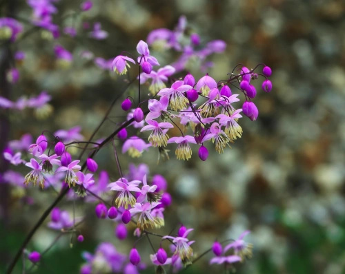 Rutewka dwuskrzydłowa Thalictrum delavayi var Decorum1l