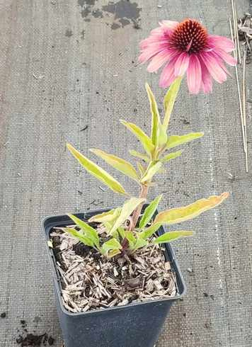 Jeżówka Meditation Cerise Echinacea 0,5l