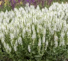 Szałwia omszona Alba (Adrian) Salvia nemorosa