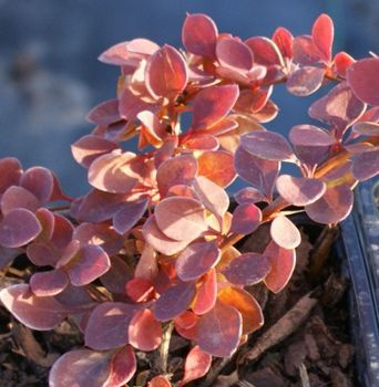 Berberys Thunberga Green Carpet Berberis Thunbergii 9 - 1l