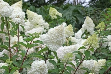 Hortensja bukietowa Diamantino Hydrangea paniculata 1l