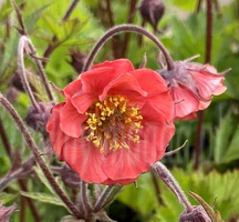 Kuklik Flames of Passion Geum 9