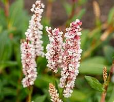 Rdest Donald Lowndes Persicaria affinis 1l