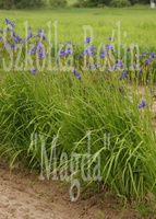 Irys Syberyjski Iris Sibirica 1l