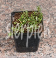 Goździk kropkowany C. czerwony Dianthus deltoides 9
