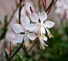 Gaura Whirling Butterflies Gaura lindheimeri